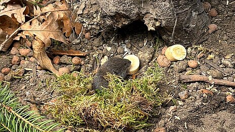 Der neugeborene Nachwuchs der bedrohten Bayerischen Kurzohrmaus im Tierpark Hellabrunn / Copyright: Tierpark Hellabrunn
