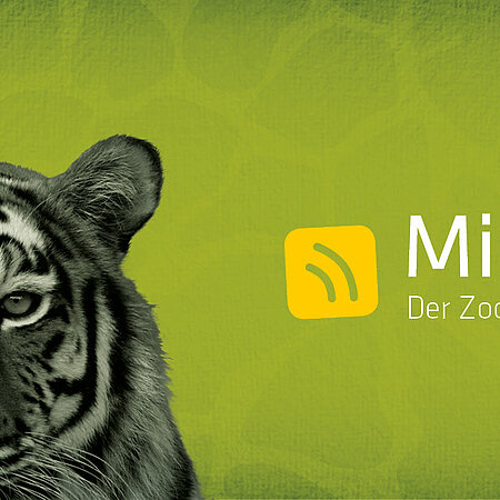 Podcast Miasantier Das Logo des Podcast "MiaSanTier".