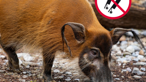 Man sieht ein Pinselohrschwein im Tierpark Hellabrunn auf seiner Anlage - das Bild ist kombiniert mit einem Anti-Feuerwerfk-Piktogram / Copyright: Lennart Preiss