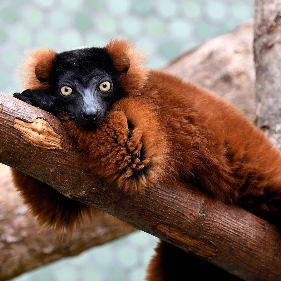 Roter Vari Tierpark Hellabrunn