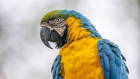 Gelbbrustara im Tierpark Hellabrunn