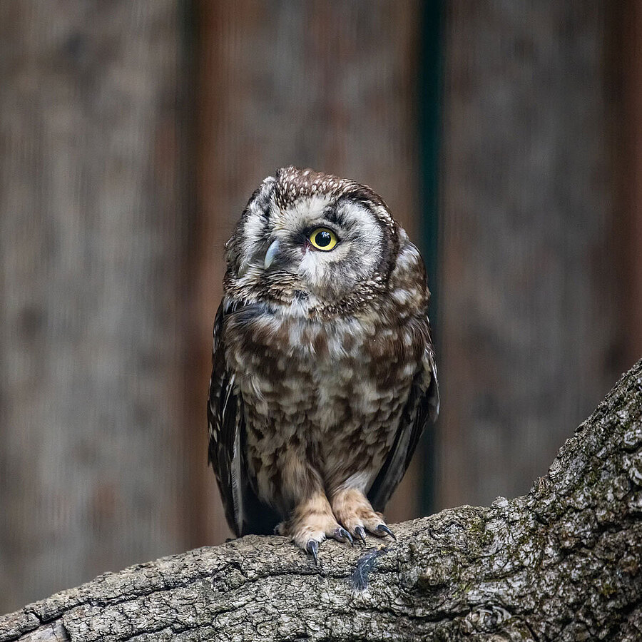 Raufu Kauz Tierpark Hellabrunn