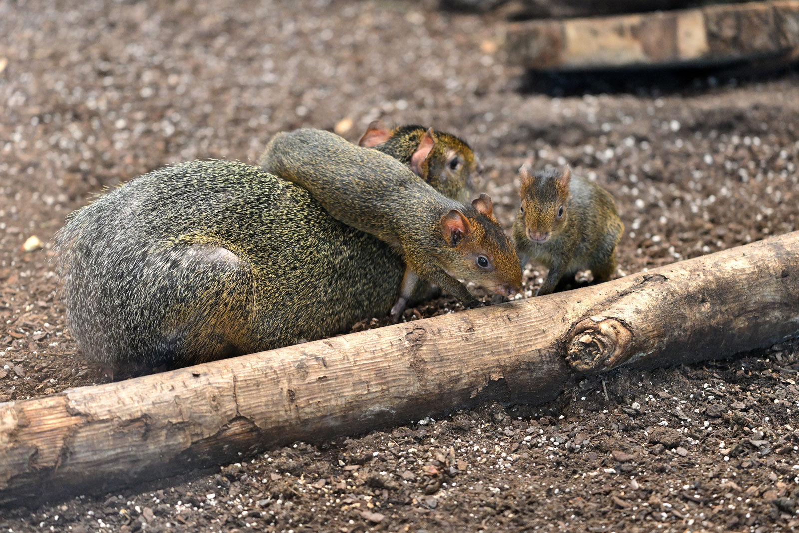 Azara's agoutis