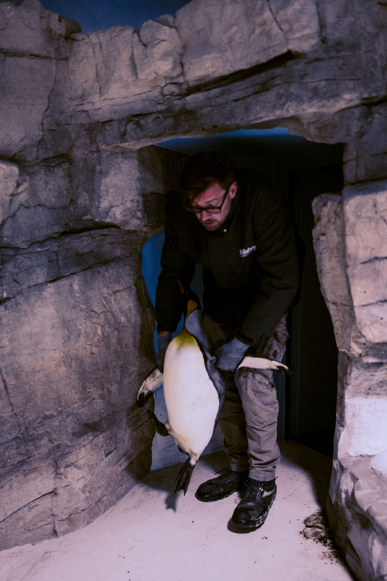 The first king penguin returns to the newly renovated facility.