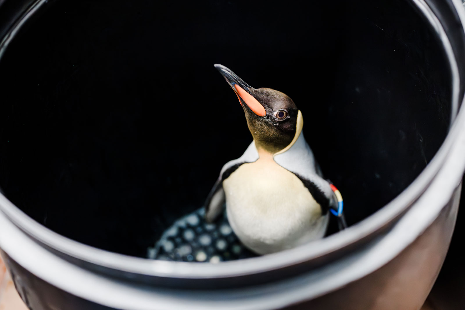 The penguins had traveled in special transport barrels.