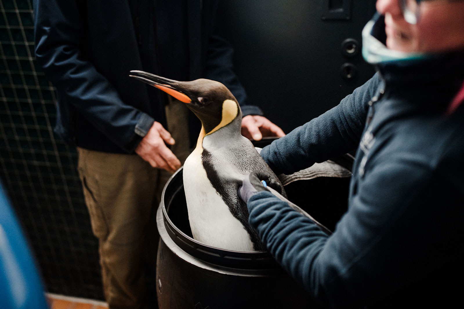 A king penguin is not that easy.