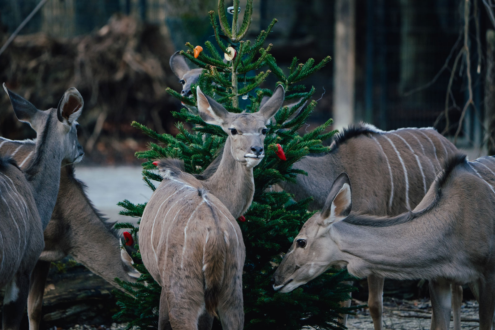 Copyright: Tierpark Hellabrunn / Foto: Jan Saurer          