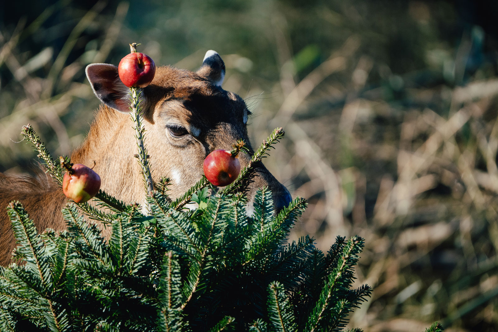 Copyright: Tierpark Hellabrunn / Foto: Jan Saurer          