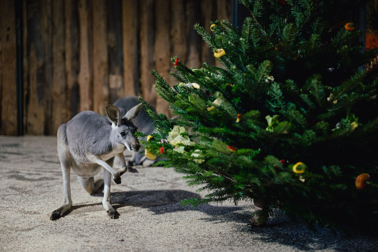 Copyright: Tierpark Hellabrunn / Foto: Jan Saurer          