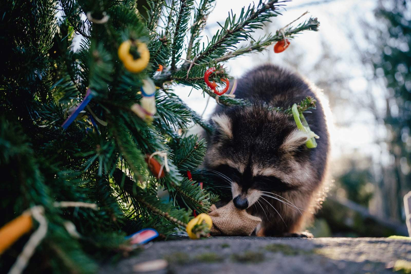 Copyright: Tierpark Hellabrunn / Foto: Jan Saurer          