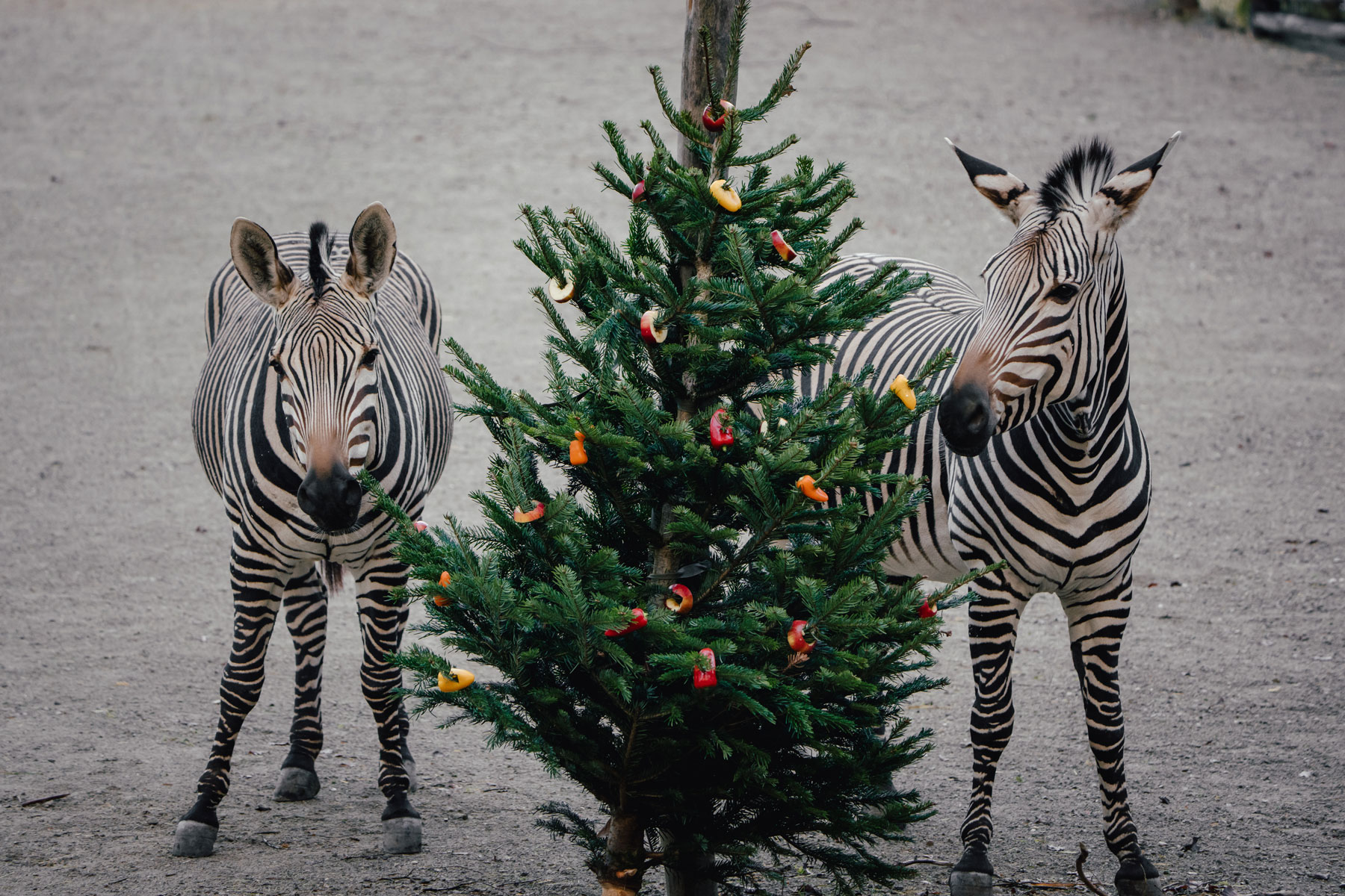 Copyright: Tierpark Hellabrunn / Foto: Jan Saurer          