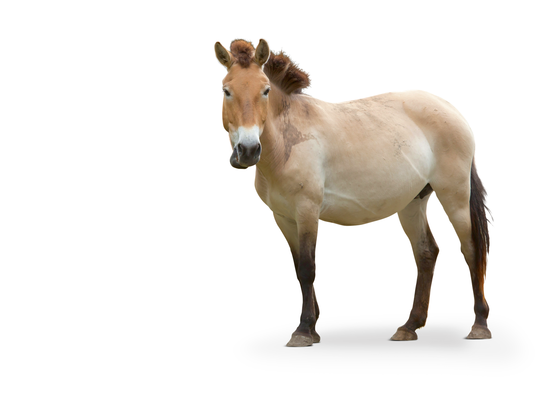 The picture shows a Przewalski's horse. The body is turned to the side and its head is looking towards the camera.