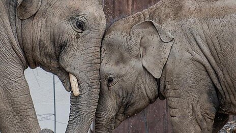 Otto und Savani im Tierpark Hellabrunn