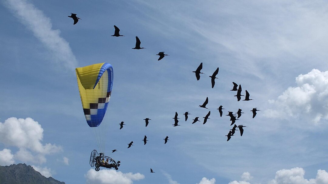 Menschen geführte Migration des Waldrapp nach Andalusien