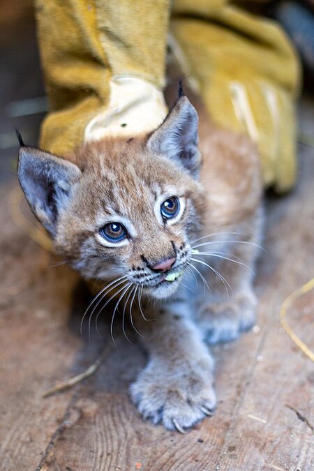 Untersuchung Luchs-Nachwuchs im Tierpark Hellabrunn 