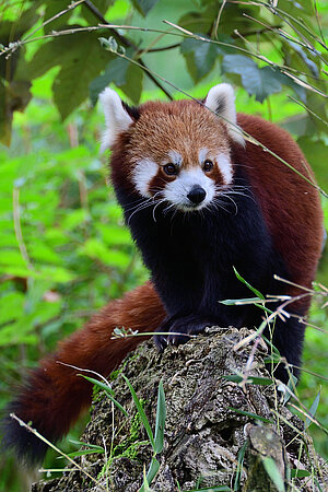 Roter Panda - Tierpark Hellabrunn