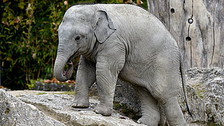 Baby Elefant Tierpark Hellabrunn