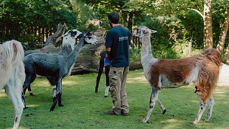Tierpfleger auf der Lama-Alpaka-Anlage bei der Fütterung