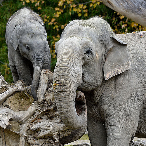 Asian Elephant - Tierpark Hellabrunn