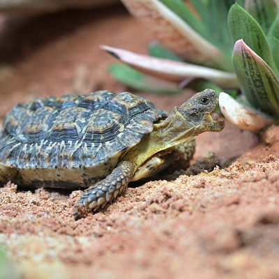 Eine fressende Gesägte Flachschildkröte in Tierpark Hellabrunn