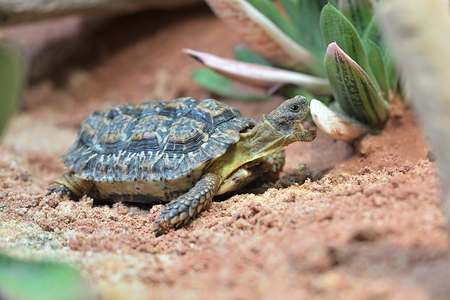 Eine fressende Gesägte Flachschildkröte in Tierpark Hellabrunn