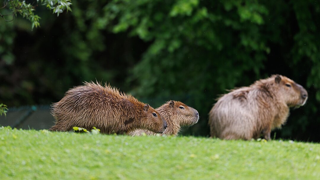 Capybaras Hellabrunn