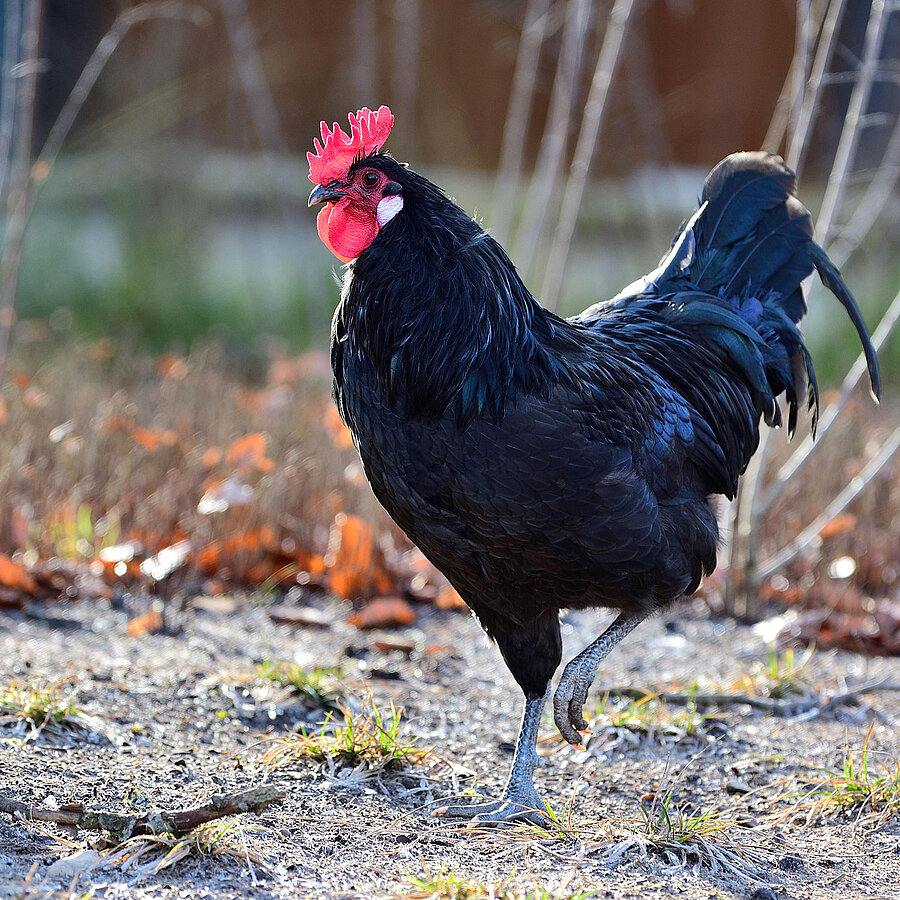 Augsburger Huhn - Tierpark Hellabrunn