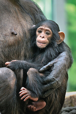 Titelblatt Tierparkkalender 2027 Die Titelseite des Tierparkkalenders 2027 zeigt das Schimpansen-Jungtier Ayana.