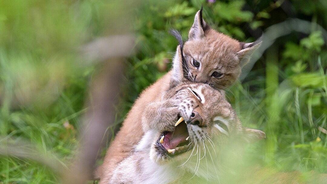 Luchs-Nachwuchs spielend mit Mutter auf Anlage