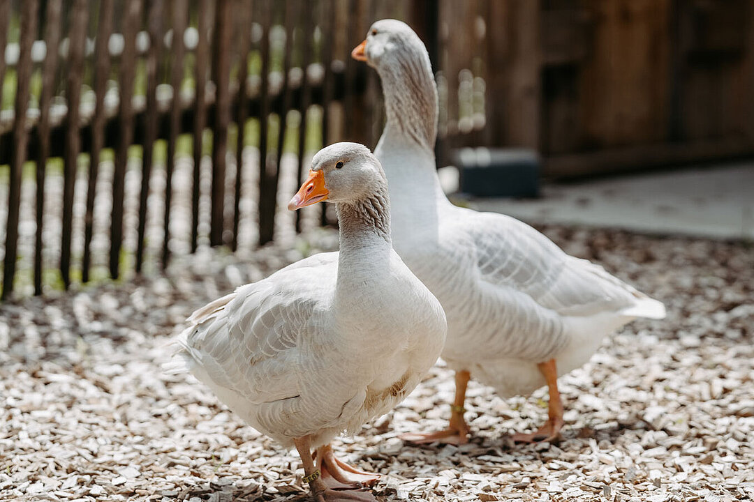 Fränkische Landgänse