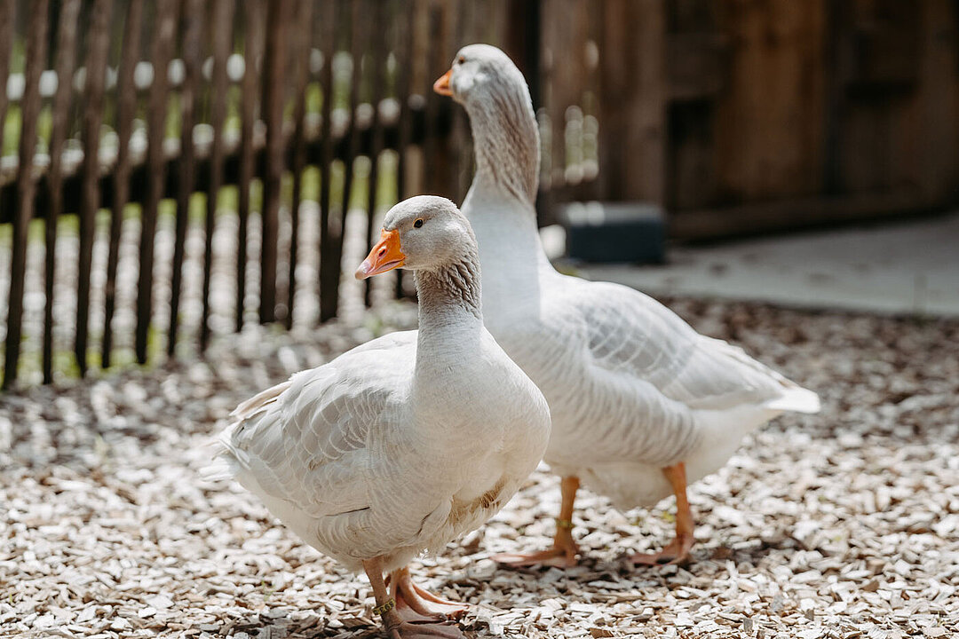 Fränkische Landgänse