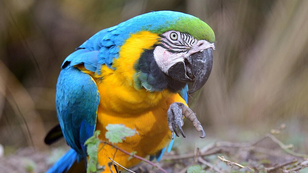 blue and yellow macaw Hellabrunn