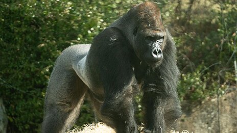 Männchen Westlicher Flachlandgorilla stehend auf der Außenanlage im Tierpark Hellabrunn