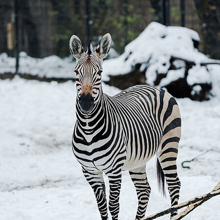 Zebra im Schnee im Tierpark Hellabrunn 