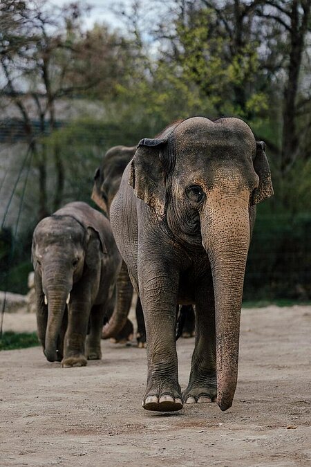 Asiatische Elefanten im Tierpark Hellabrunn 