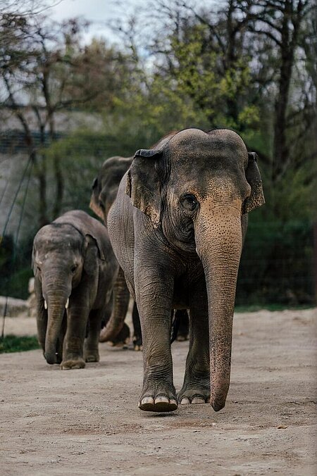 Drei asiatische Elefanten in Hellabrunn auf der Außenanlage.