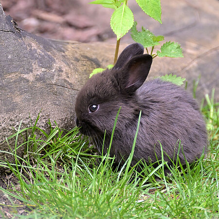 Oster-Rallye Ein Marderkaninchen