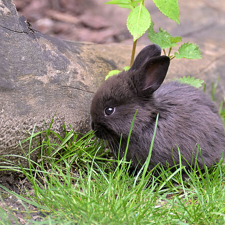 Save tickets Ein Marderkaninchen