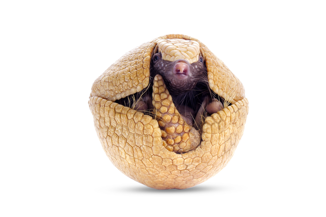 A Southern Three-Banded Armadillo curled itself into a ball.