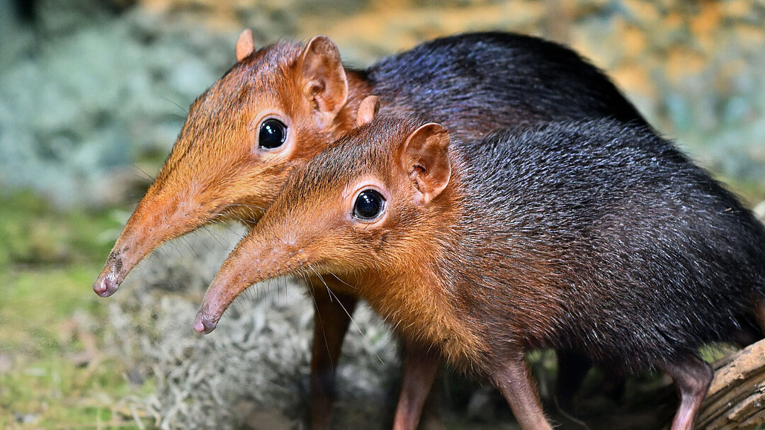 Zwei Rotschulter-Rüsselhündchen.