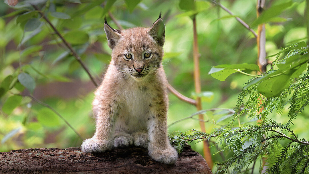 Europäischer Luchs Nachwuchs aus dem Jahr 2024