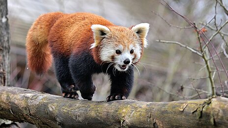 Das neue Weibchen der Roten Pandas 'Yoko' im Tierpark Hellabrunn Das neue Weibchen der Roten Pandas 'Yoko' im Tierpark Hellabrunn
