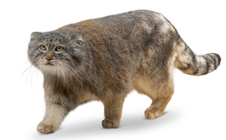 On the picture you can see a walking Manul.