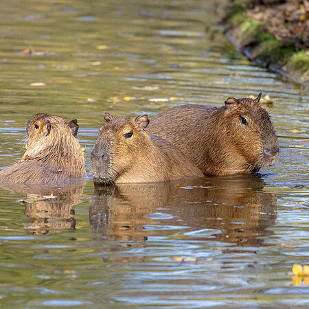 Drei Capybaras genießen die Herbstsonne im Wasser.