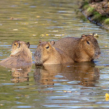 [Translate to English:] Drei Capybaras genießen die Herbstsonne im Wasser.