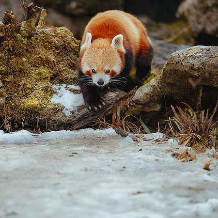 Jetzt Tickets sichern Ein Roter Panda über einen Baumstamm.
