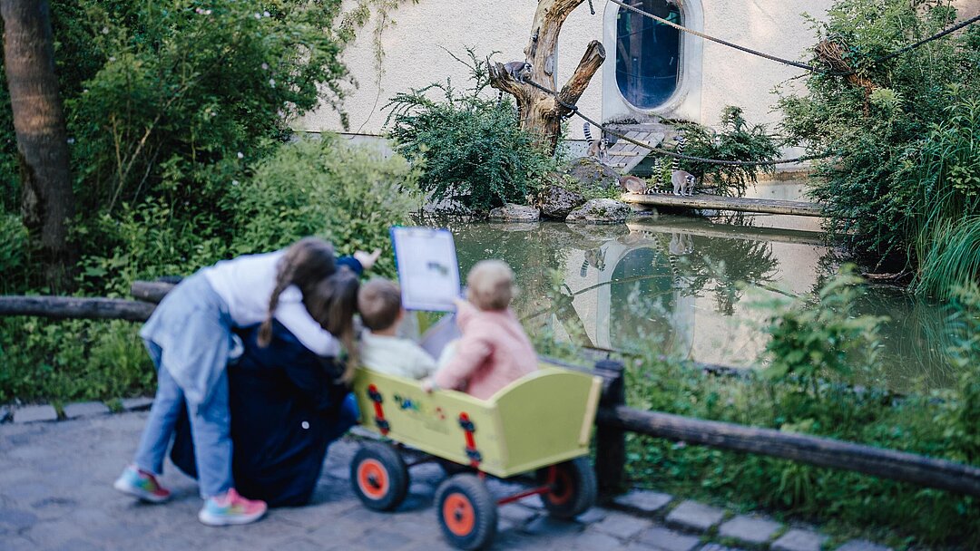 Kinder stehen an der Außenanlage und beobachten die Kattas.