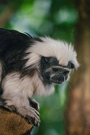 Ein Lisztäffchen sitzt auf einem Baumstamm.
