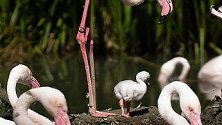 Flamingo mit Küken