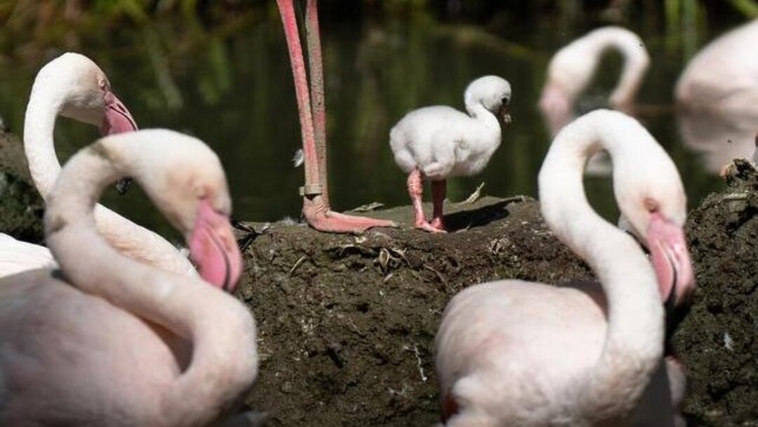 [Translate to English:] Flamingo mit Küken